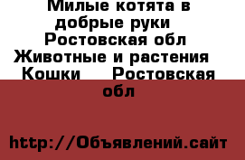 Милые котята в добрые руки - Ростовская обл. Животные и растения » Кошки   . Ростовская обл.